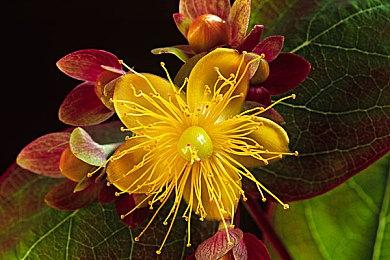 福特CEO：正开发低成本平台抵御特斯拉和中国电动汽车